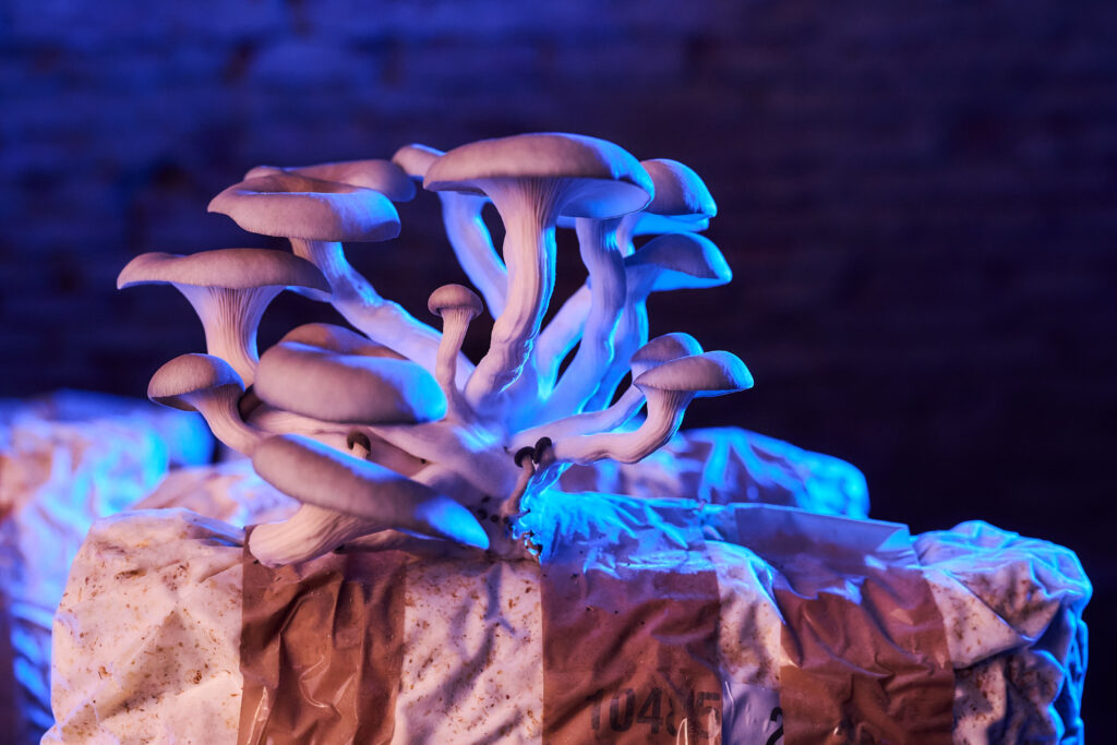 Ein Pilz im Keller der Pilzbrüder in der Leopoldstadt