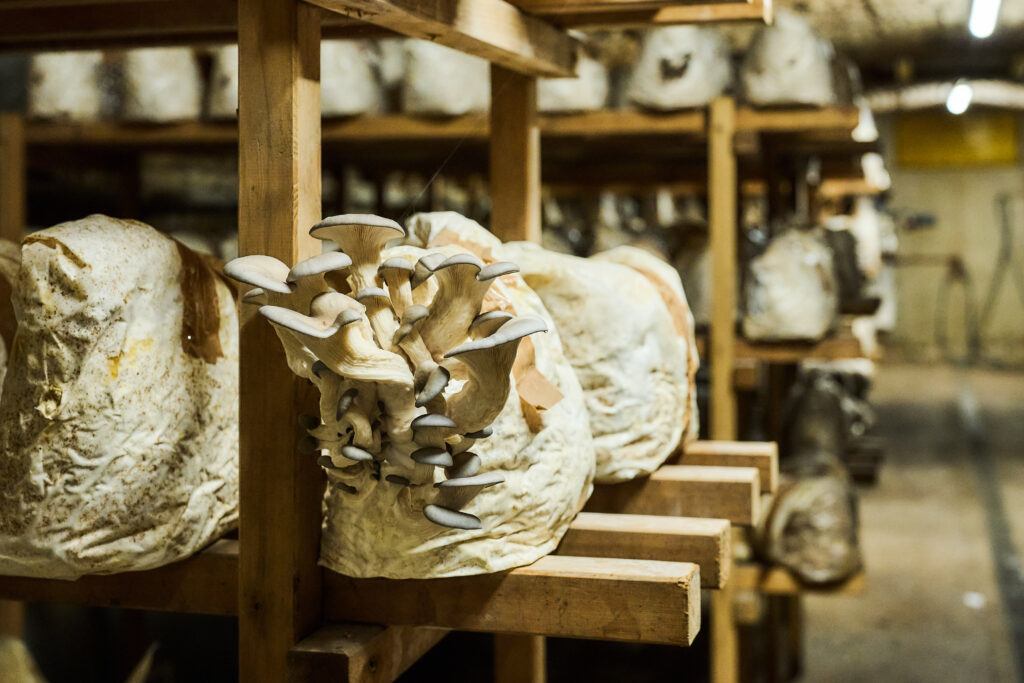 Bei den Pilzbrüdern im Keller in der Leopoldstadt. Hier wachsen die Pilze auf Regalen. 